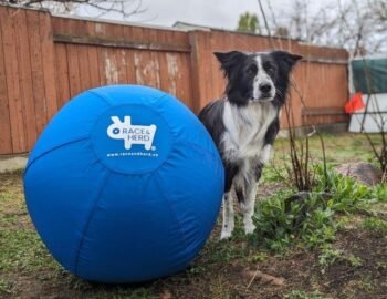 The Original Herding Ball | Chew-Resistant, For Active Dogs, Blue / 18in